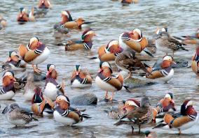Mandarin ducks come flying from north
